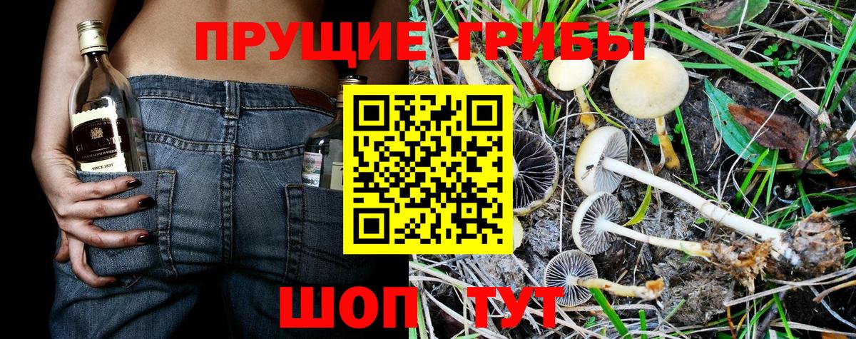 Псилоцибиновые грибы GOLDEN TEACHER Гусиноозёрск